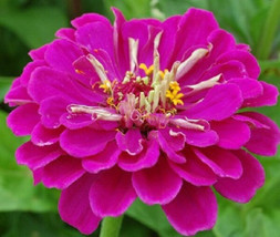 100 Zinnia Seeds Elegans Dreams Flower Seeds Garden USA Seller - $12.75