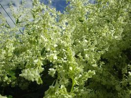 20 Pcs Silver Lace Vine Flower Seeds #MNSB - £13.58 GBP