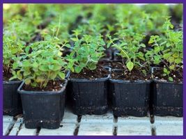 Cuban Oregano/Mexican Mint/Spanish Thyme Starter Live Plant 5 to 7 Inches - £12.10 GBP