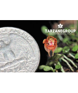 PLEUROTHALLIS DRESSLERI MICRO MINIATURE ORCHID LARGE MOUNTED - $1,485.04 MXN