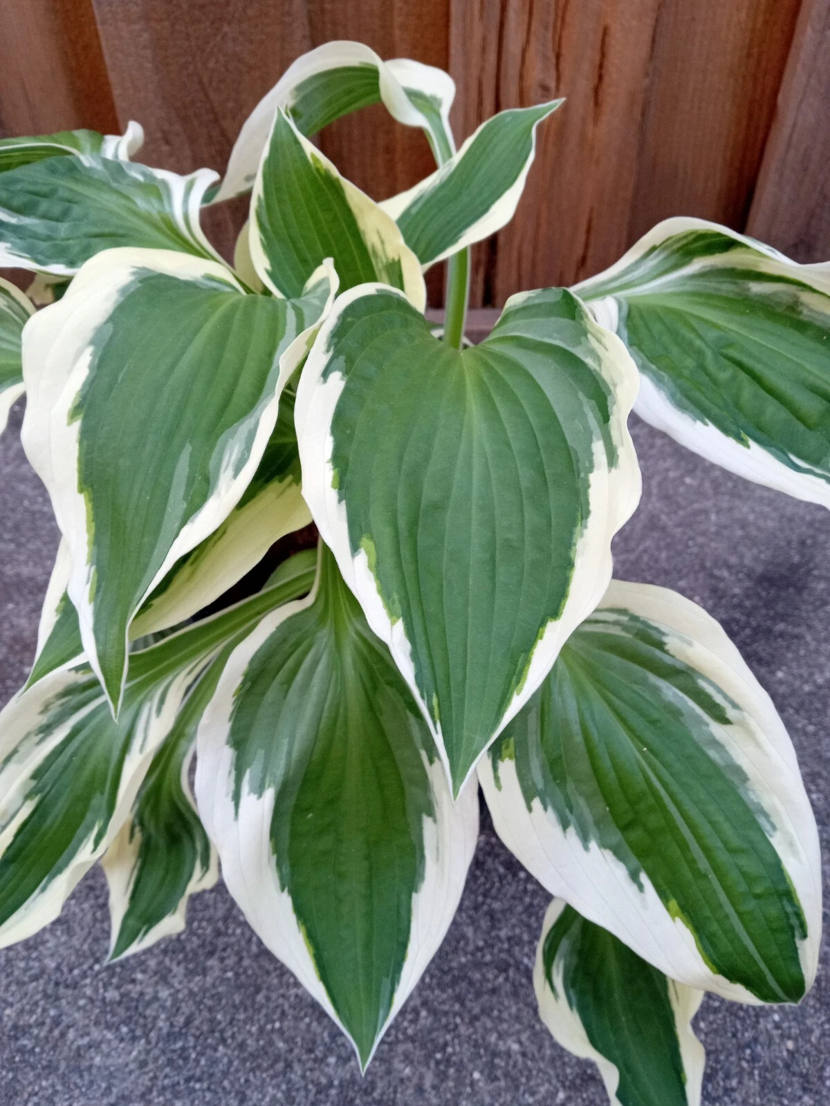HOSTA PATRIOT Plantain Lily Variegated Perennial - 1 Live Plant Ready to... - $35.63