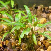 Aquarium Live Plant Decoration Tank Cyptocoryne Undulatus Red TC Cup Tro... - £22.84 GBP