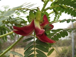 Sesbania Grandiflora Red Wisteria Red Flowers 6 Seeds - £5.39 GBP