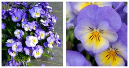 Halo Sky Blue Hardy Violet Perennial - Viola - $74.98