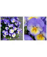 Halo Sky Blue Hardy Violet Perennial - Viola - £58.90 GBP