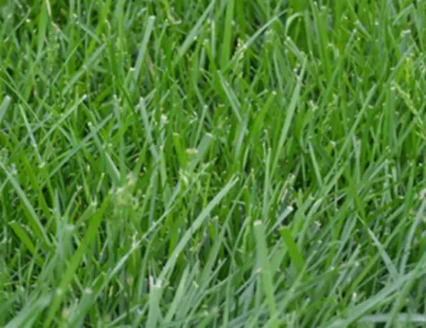 Kentucky 31 Tall Fescue Grass 1 Lb Pack Kentucky 31 Field And Turf Fresh... - £25.41 GBP