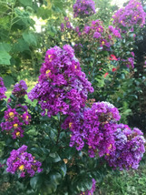 Dwarf Crape Myrtle Dwarf Purple Velvet 20 Seeds - $12.38