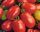 50 Seeds Napoli Tomato Vegetable Garden - £7.75 GBP