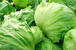 Iceberg Lettuce Head Seeds Garden Salads Crisphead Fresh Fast Shipping - $3.78