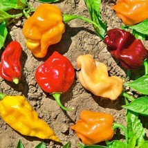 New Fresh Seeds Habanero Caribbean Blend Hot Pepper Seeds Vegetable Seeds - £10.76 GBP