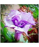 Purple Corrugated Double Morning Glory, 10 Seeds d - $10.35