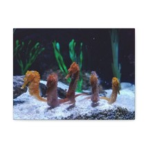 An Organized Line of Seahorse Group of Seahorse Print Animal Wall Art Wildlife  - £55.96 GBP+