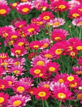 RD 200+ Bright Pink Marguerite Daisy Seeds for Garden  - $95.99 MXN