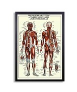 Framed Biology Posters 26&quot;x38&quot; (Muscular System 1) - $98.01