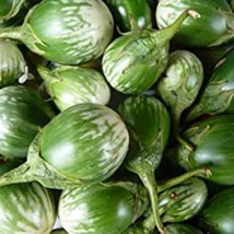 New Fresh USA Seller 100 Thai Eggplant Petch Siam Seeds - £10.00 GBP