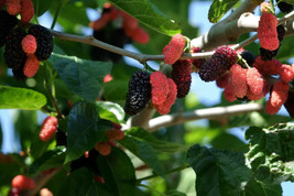 Illinois Everbearing Mulberry Get Fruit Right Away Live Plant Seeds 20Pcs Garden - $15.38