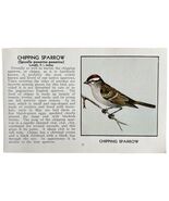 Chipping Sparrow Bird Print 1931 Blue Book Birds Of America Antique Art ... - €8,58 EUR