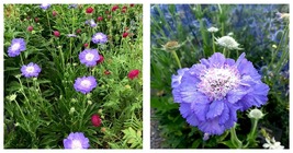 400 Seeds Scabiosa caucasica &#39;Fama Deep Blue&#39; Seeds Home and Gardening - £32.79 GBP