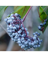 Blue Elderberry- Potted Plants - Heavy Berry Yields -Sambucus cerulea - £17.82 GBP+