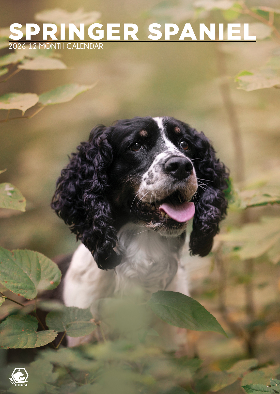 Springer Spaniel Calendar 2026 - $19.99