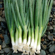 Evergreen White Bunching Onion Seeds Scallions Nongmo Heirlom - £3.93 GBP