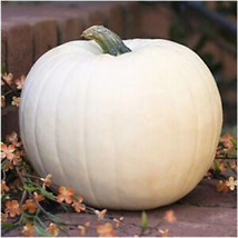 Valenciano Pumpkin Seeds | 5 Seeds | Non-GMO | US SELLER | Seed Store | ... - $8.49