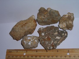 Ancient Fossiliferous Rock Lot--Rare Find From Kern County, California  - $16.99