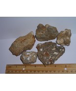 Ancient Fossiliferous Rock Lot--Rare Find From Kern County, California  - $16.99