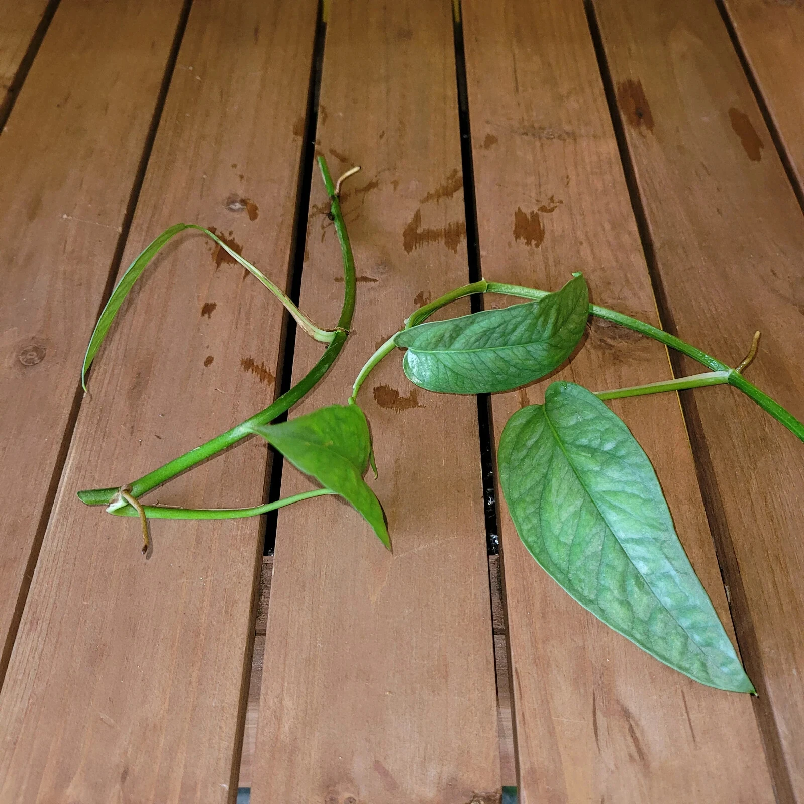 Potho Rare Cebu Blue Pothos Live Ivy Easy Care Plant Pothos Rooted Cutti... - $20.63