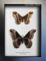 Real Silk Moth Callosamia Promethea PAIR Framed Entomology Collectible S... - £87.92 GBP