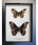 Real Silk Moth Callosamia Promethea PAIR Framed Entomology Collectible S... - $109.99