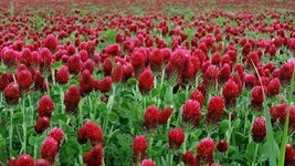 1200+ Clover CRIMSON RED SEEDS Pollinator Food Cover Crop - £6.30 GBP