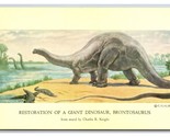 Brontosaurus Mural Natural History Museum Chicago IL UNP Chrome Postcard... - $2.92