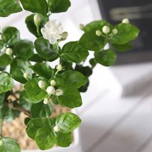 Climbing Jasmine Flowers White Very Hardy Easy to Grow 25 Seeds  - £9.40 GBP