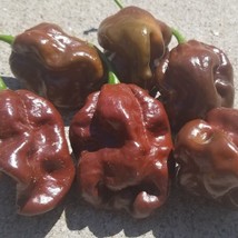 10 Chocolate Habanero Pepper Seeds Gardening USA SHIPPING - £4.79 GBP