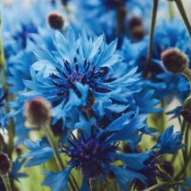50 Blue Bachelor&#39;s Button Seeds Annual Seed Flower Flowers Garden - £11.98 GBP
