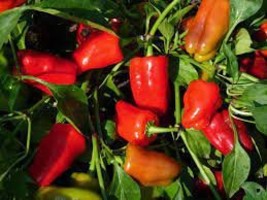 20 Bell Pepper &#39;Cajun Belle&#39; Vegetable Seeds A7377 - $93.48 MXN