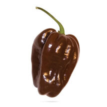 15 Chocolate Habanero Pepper Seeds  - $3.99
