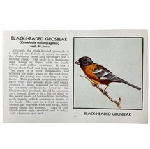 Black Headed Grosbeak Bird Print 1931 Blue Book Birds Of America Art PCB... - $19.99