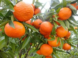 Mandarin Tangerine Orange Fruit Tree Real Live Plant 1&#39;&#39; To 5&#39;&#39; - £51.83 GBP