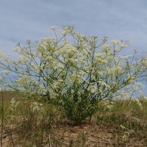 Laserwort Seeds Saposhnikovia Divaricata 30  Seeds US Seller Fast Shipping - £11.16 GBP