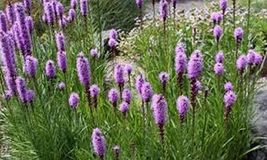 Blazing Star- Gayfeather- 100 Seeds Tera Store - £4.78 GBP