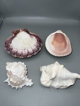 Lot of 4 Sea Shells Murex Conch Cockle and Scallop - £17.20 GBP