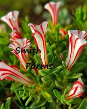 25 Seeds Candy Cane Sorrel Flowers Oxalis Versicolor Fresh Usa Seller - £8.02 GBP