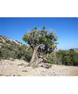 Utah Juniper Juniperus Osteosperma 10 SeedsFrom US  - $8.35