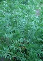 The Dirty Gardener Sagewort Artemisia Annua Sweet Wormwood, 10 Seeds - $7.92