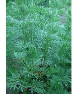 The Dirty Gardener Sagewort Artemisia Annua Sweet Wormwood, 10 Seeds - €6,87 EUR