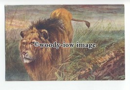 an0937 - Male Lion watching the Hunt, No.773, Artist - U/K - Postcard - £1.99 GBP