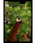 Concert-Grade 9-Hole Xiao Shakuhachi Flute (F#) – Lacquered, Healing Ton... - $124.86 CAD