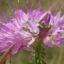 USA SELLER Cleome Serrulata Rocky Mountain Bee Plant 50 Seeds Free Shipping - £13.97 GBP